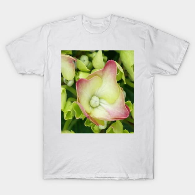 Hydrangea T-Shirt by robelf